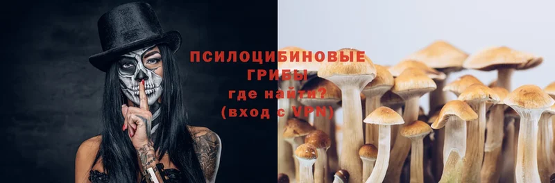 что такое наркотик  Воронеж  Псилоцибиновые грибы Psilocybe 